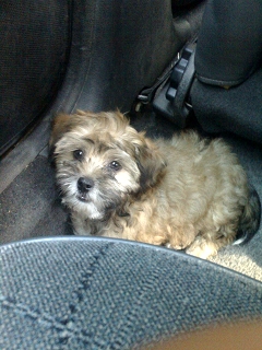 pooochi  lah irehamha